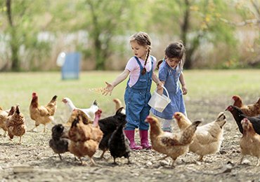 poultry-farming-gallery-3