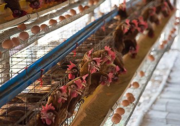 poultry-farming-gallery-4