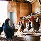 poultry-farming-instagram3