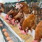 poultry-farming-instagram4