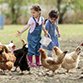poultry-farming-instagram5